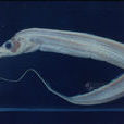 白帶魚 白帶魚