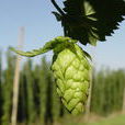 Hop(多年生纏繞草本植物) Hop(多年生纏繞草本植物)