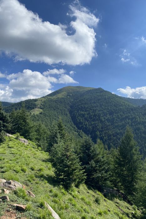 大黃尖 大黃尖