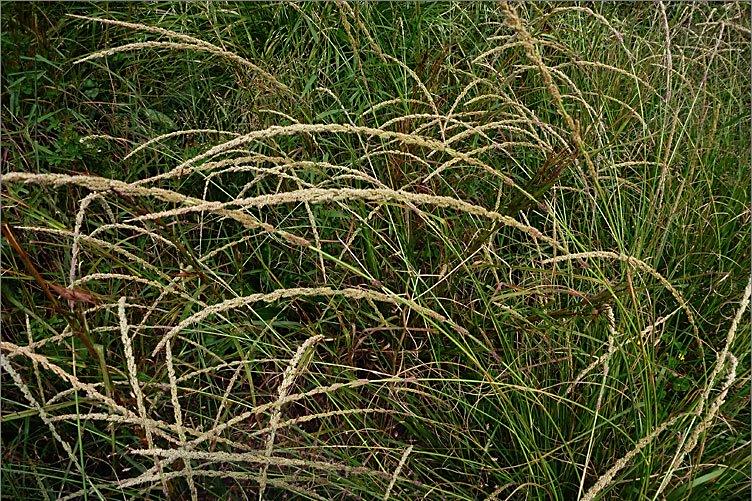 鼠尾粟(禾本科鼠尾粟屬植物)