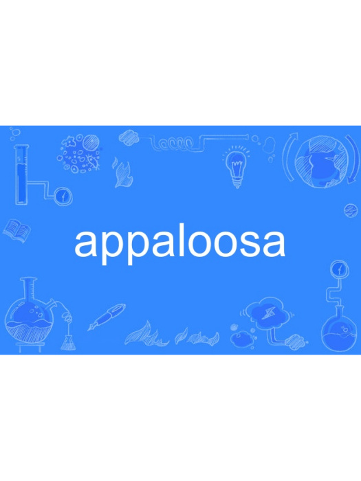 appaloosa appaloosa