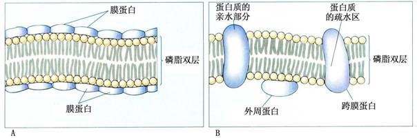 胞質膜