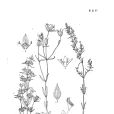 細瘦獐牙菜 細瘦獐牙菜