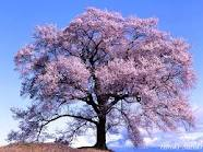 櫻樹