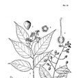 光紫薇 光紫薇