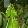 茸莢紅豆