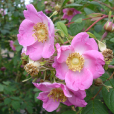 尾萼薔薇 尾萼薔薇