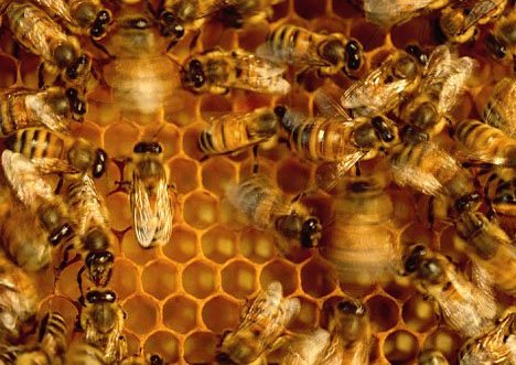 蜂窩上的蜜蜂