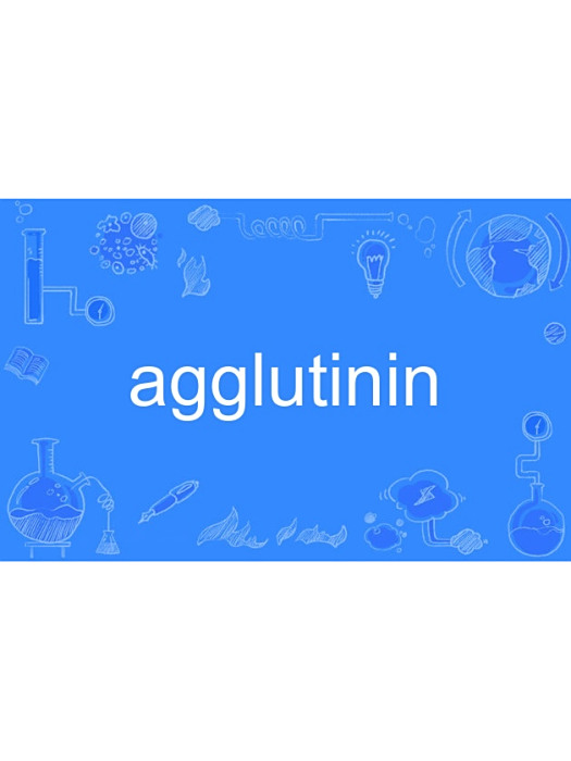 agglutinin agglutinin