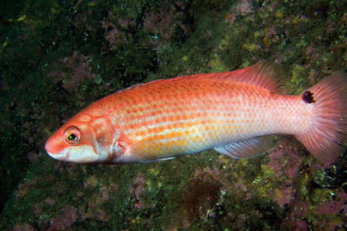 強串光魚 強串光魚