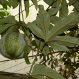 油渣果(葫蘆科油渣果屬植物)