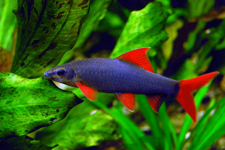 裙魚屬