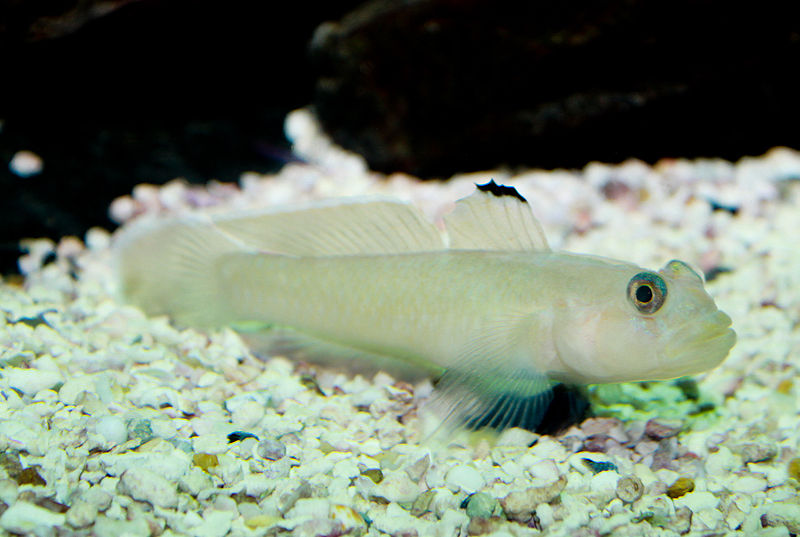 青斑細棘鰕虎魚