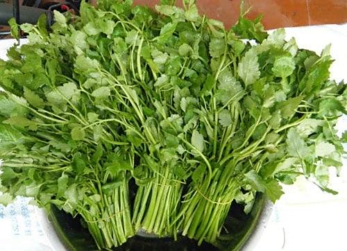伏芹1號 伏芹1號