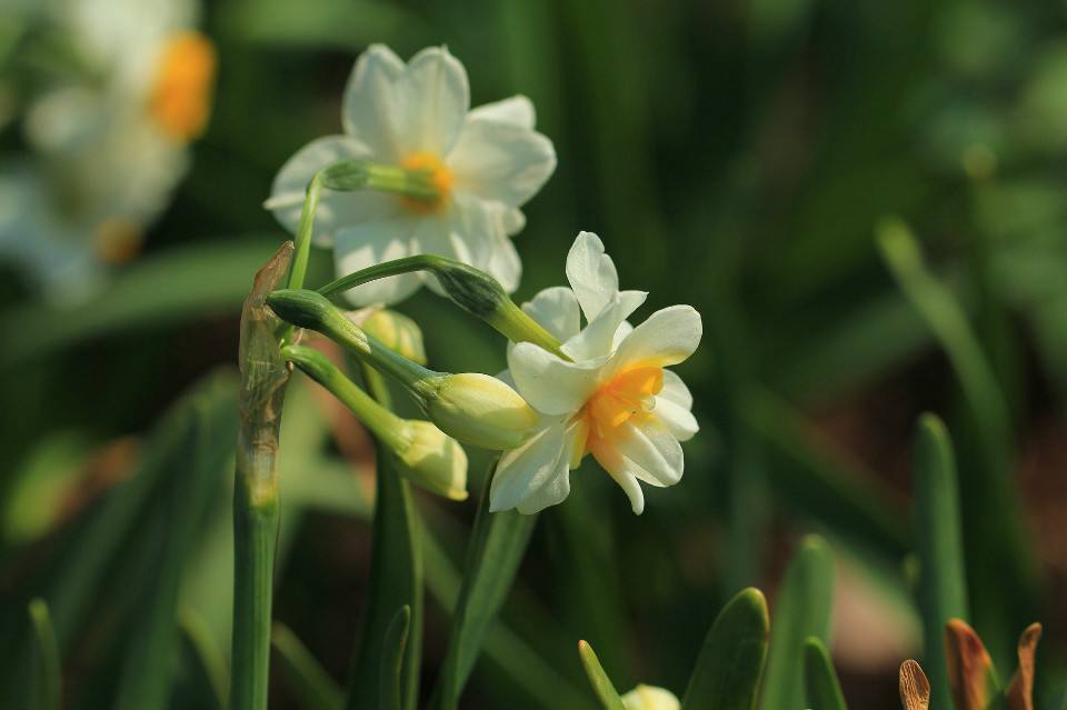 崇明水仙花