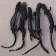 羌活魚 羌活魚