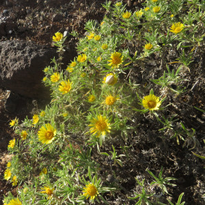 Asteriscus graveolens