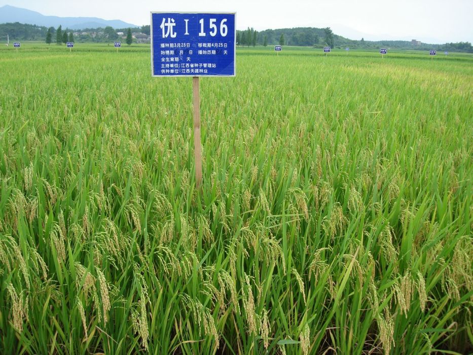優I156(禾本科稻屬植物) 優I156(禾本科稻屬植物)