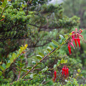 Ceratostema alatum
