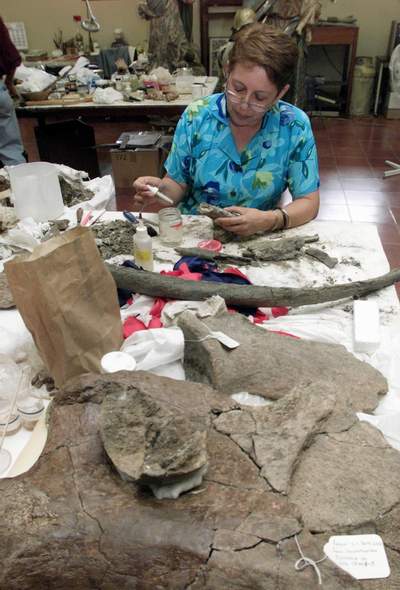 科學家在修復化石，包括大樹懶和大犰狳等