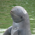 伊河海豚(伊河豚) 伊河海豚(伊河豚)