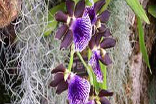 Zygopetalum (group) Zygopetalum (group)