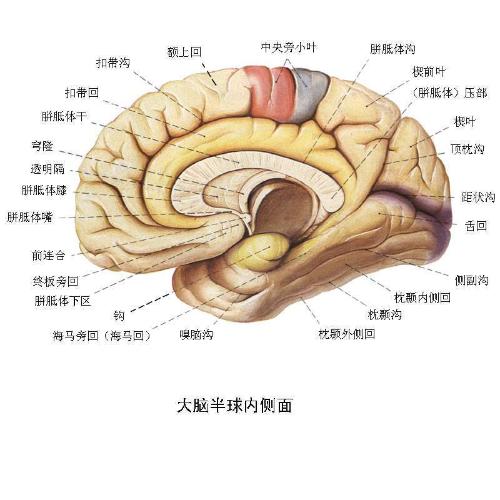 腦組織