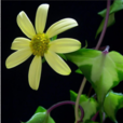 金葉菊(菊科千里光屬植物)