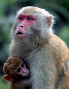 焦作太行山獼猴國家級自然保護區