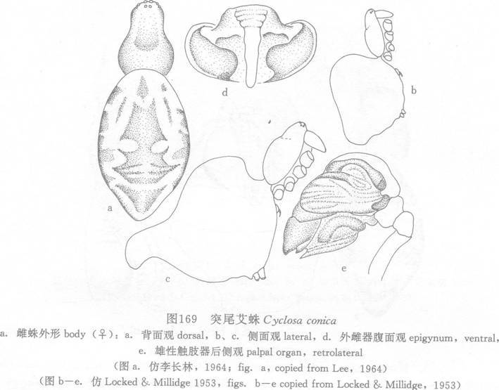 突尾艾蛛 突尾艾蛛