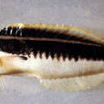 黑帶盔魚 黑帶盔魚