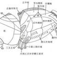 背側丘腦 背側丘腦