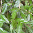 小三棵針(小三棵針) 小三棵針(小三棵針)