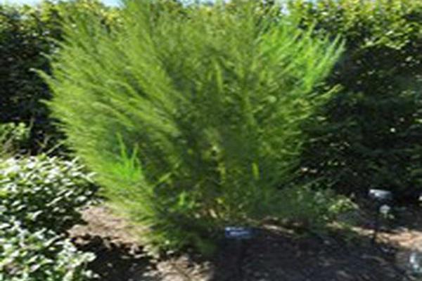 Eupatorium capillifolium \x27Elegant Feather\x27 Eupatorium capillifolium \x27Elegant Feather\x27