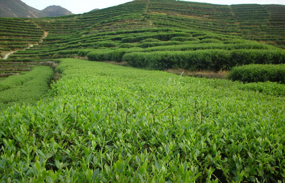 浙江的茶葉種植