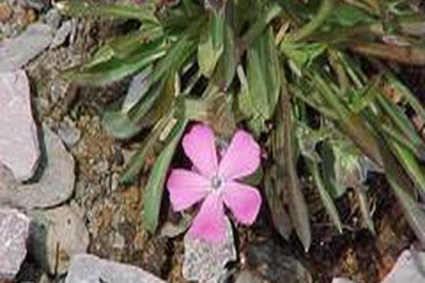 Silene caroliniana