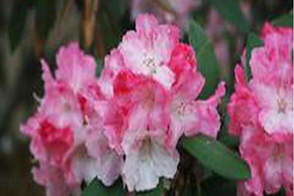 Rhododendron \x27Solidarity\x27