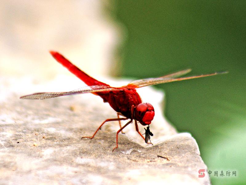 猩紅蜻蛉