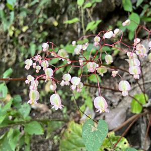 Begonia serotina