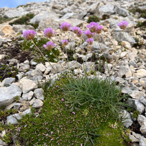 Armeria majellensis
