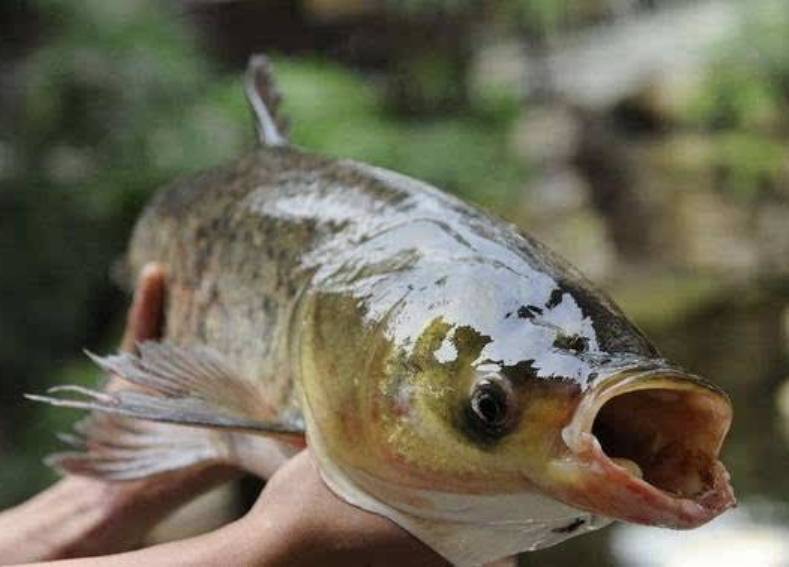 那林魚 那林魚