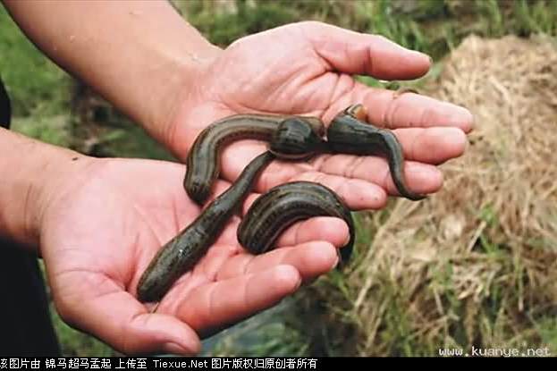 環節蟲 環節蟲