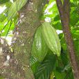 可可果(產於熱帶美洲的植物)