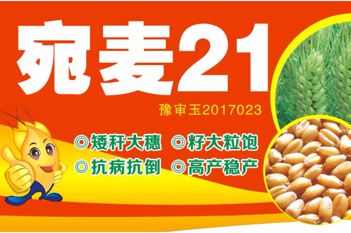 宛麥21 宛麥21