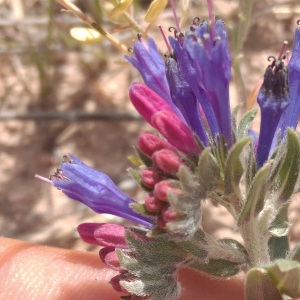 Moltkia coerulea