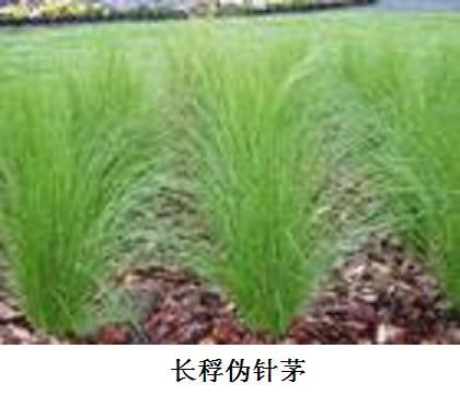 長稃偽針茅 長稃偽針茅