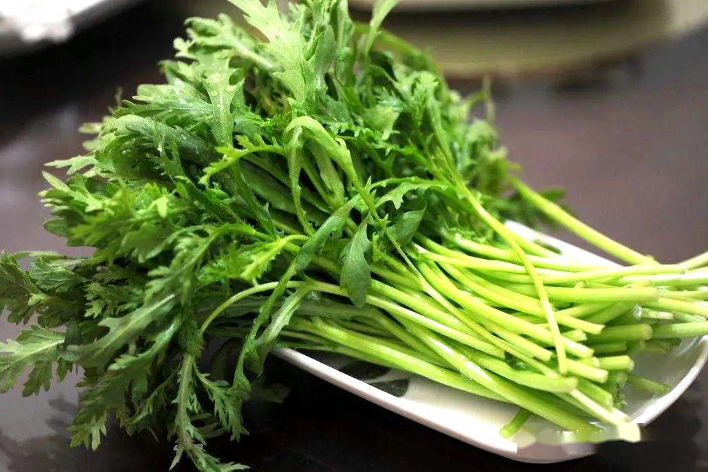 涑川茼蒿 涑川茼蒿