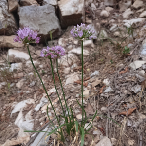 Allium lusitanicum