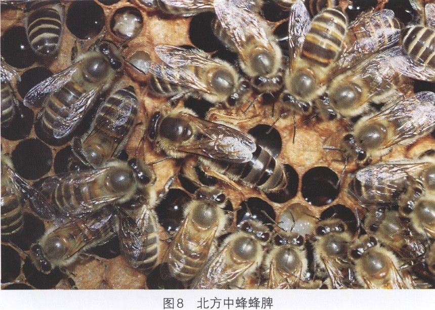 鶴山中蜂-1 鶴山中蜂-1