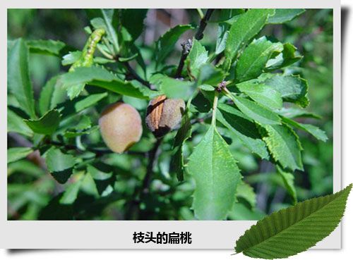柄扁桃種源BT-7 柄扁桃種源BT-7